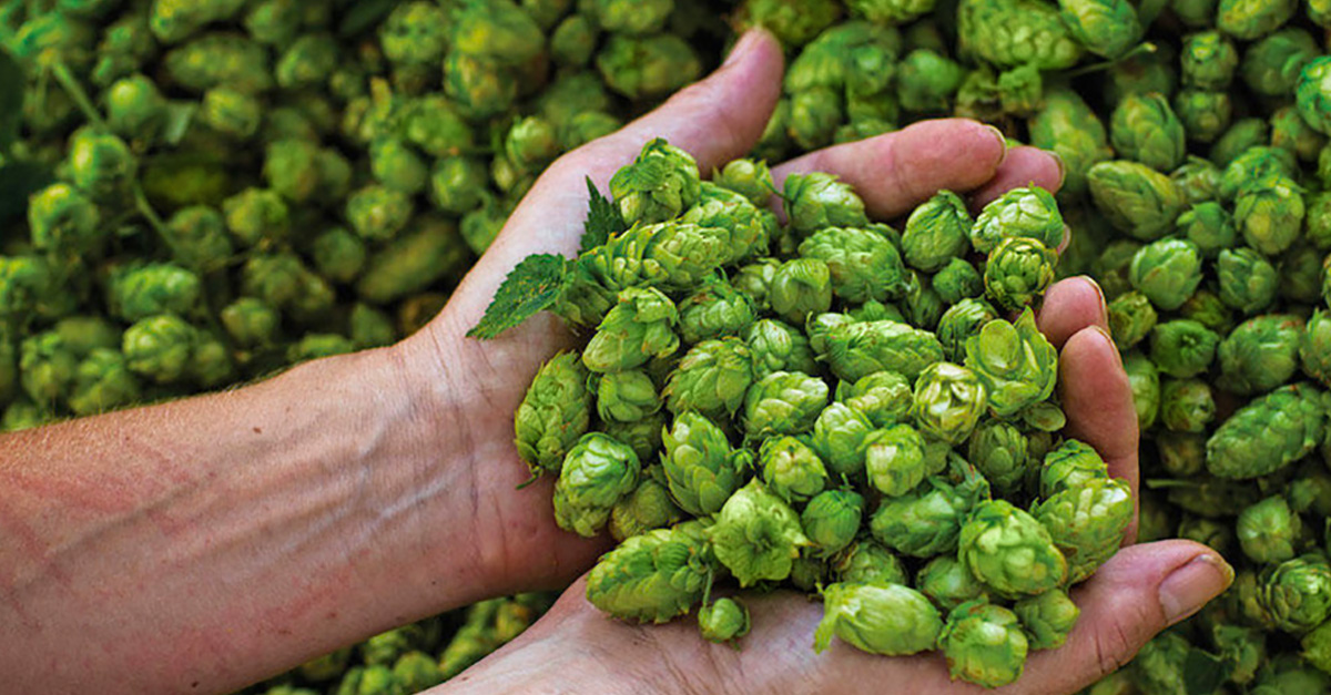 Die Bedeutung von Hopfen in Deinem Bier – Besserbrauer